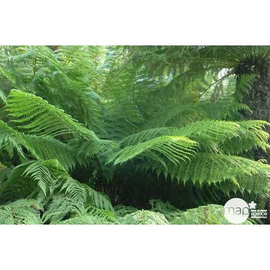 Dicksonia antartica : ctr 3 litres