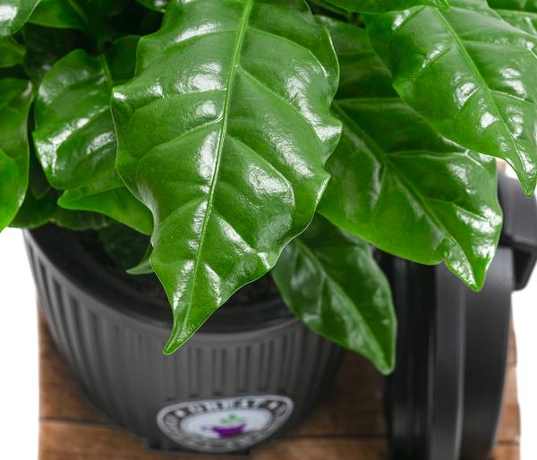 Kaffeepflanze - Coffea arabica, im To-Go