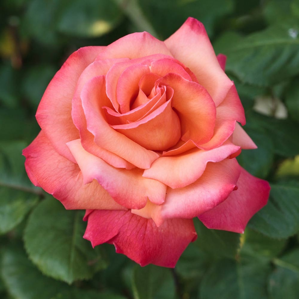 Rosier christophe colomb ® meironsse sans motte