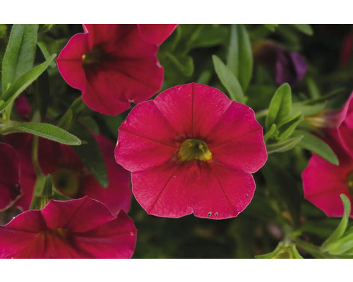 Calibrachoa 'Lia Dark Red' (minipetunia) in potmaat 12 cm