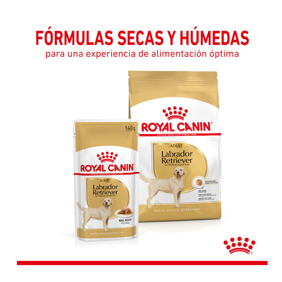 Sachês Royal Canin para Labrador