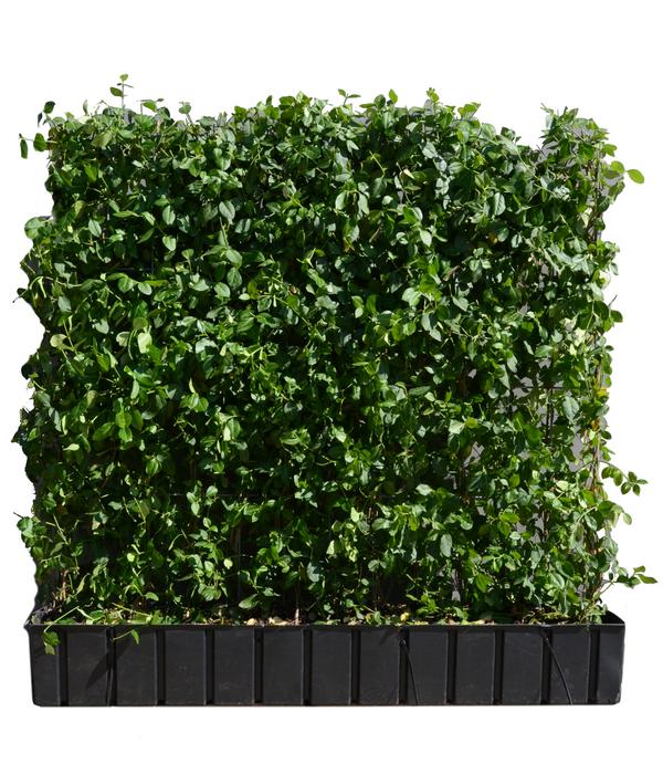 Hecke am laufenden Meter® Kletternder