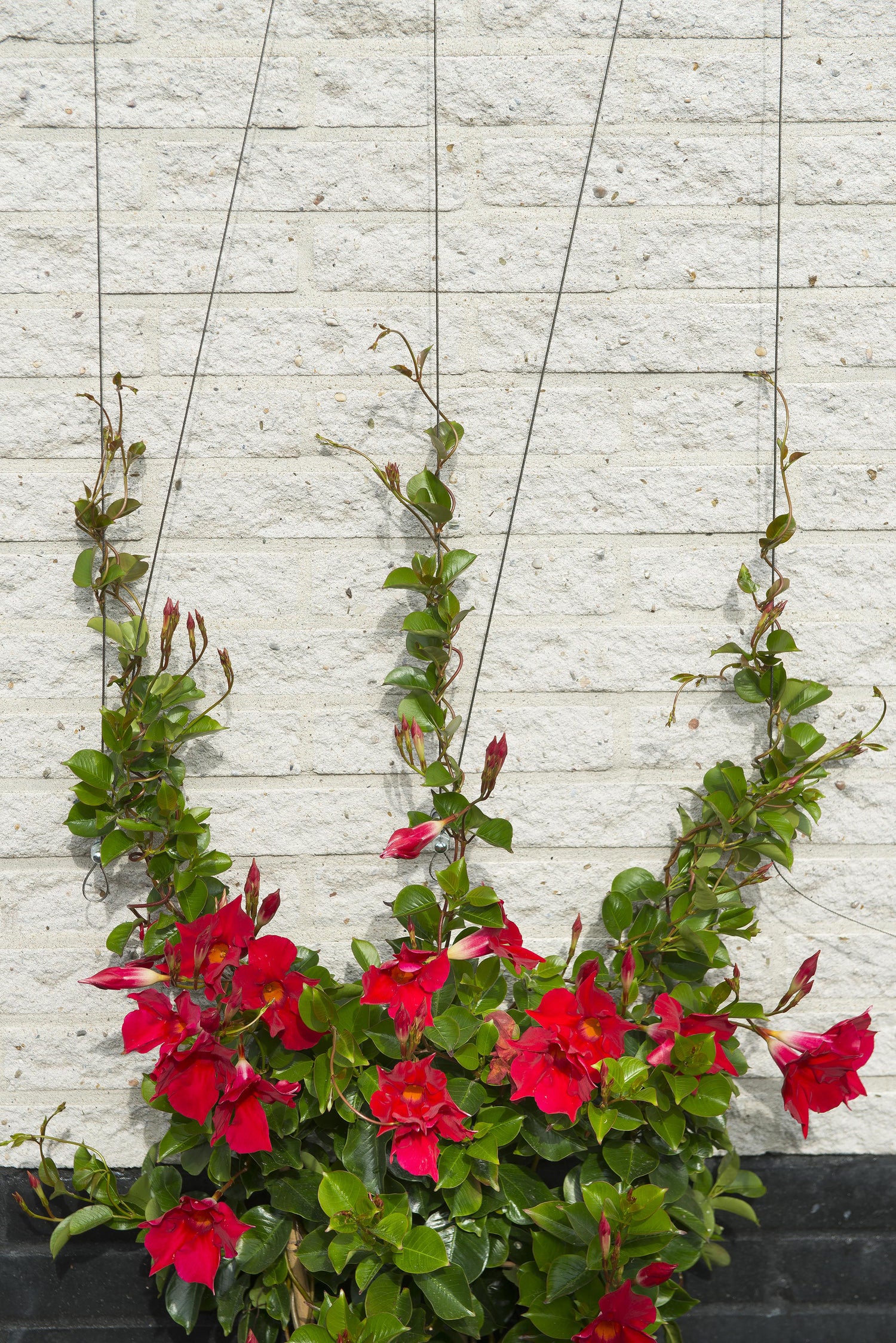 Nature klimrek draadset voor klimplanten D1,8mm x 10m