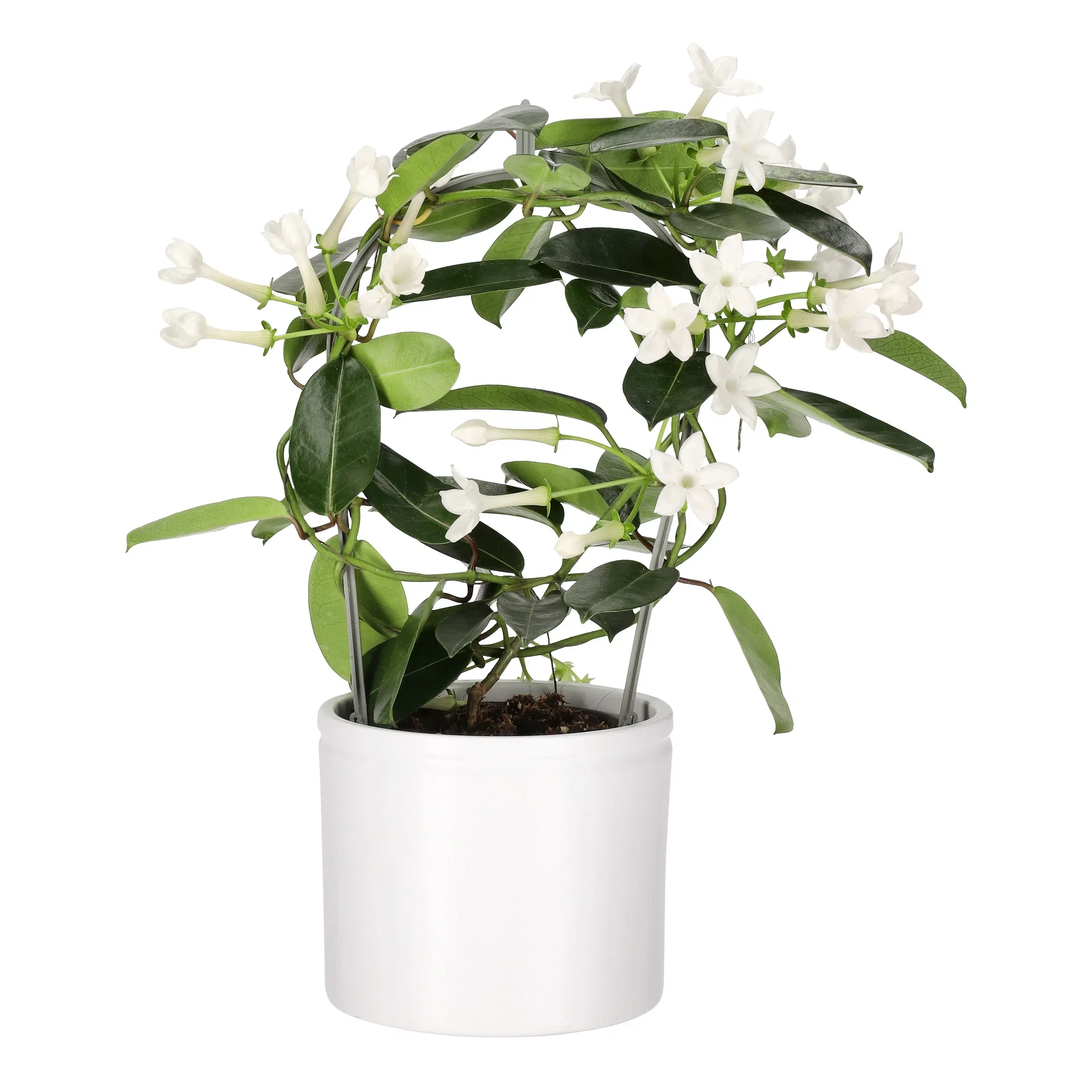 Stephanotis floribunda Duftranke Høyde 40 cm