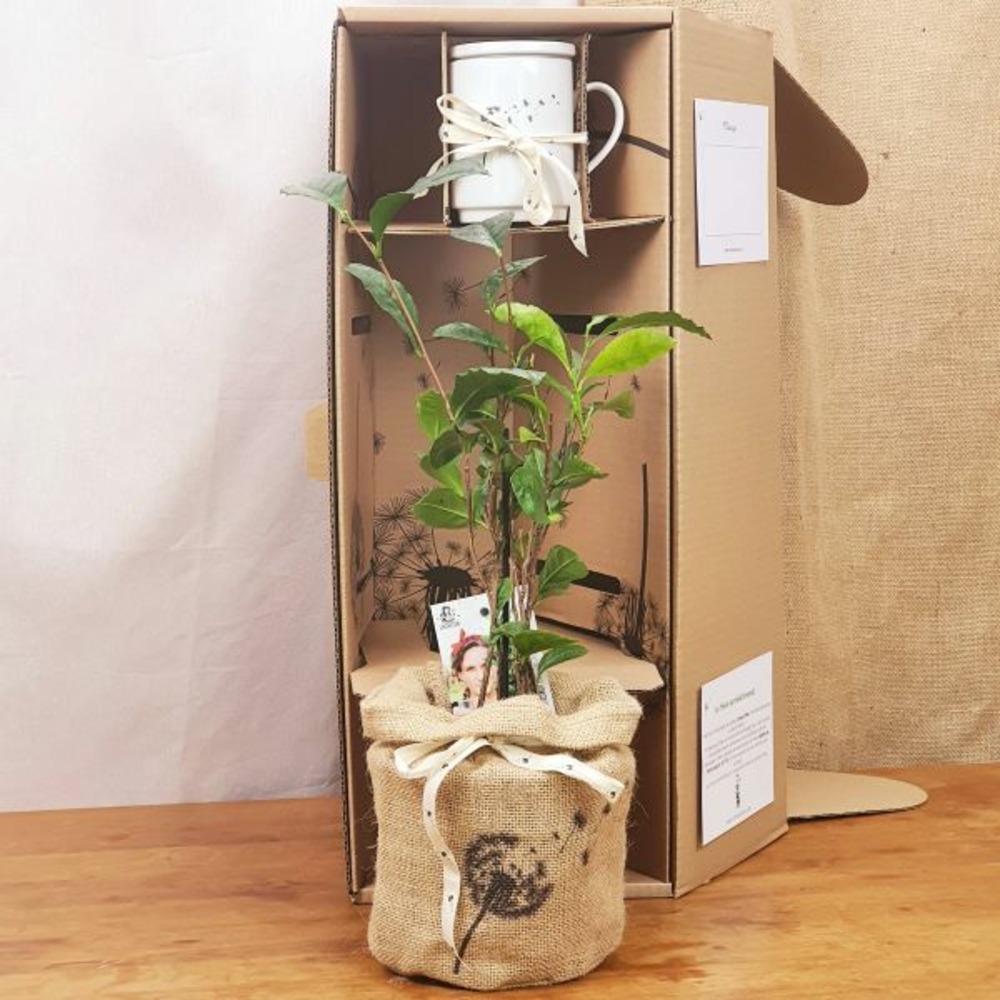 Coffret d'un théier avec sa tisanière fabrication française