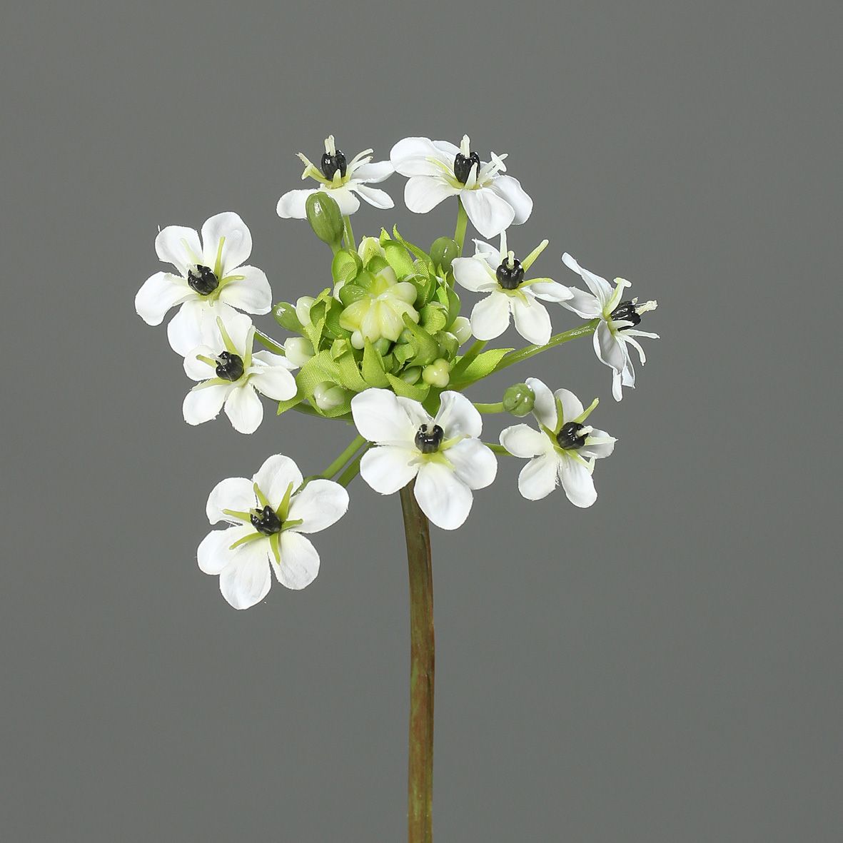 Kunstblume Ornithogalum