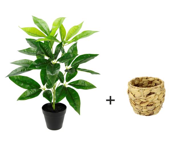 I.GE.A Kunstpflanze Schefflera im