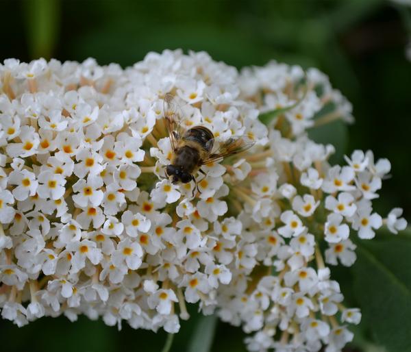 Sommerflieder, verschiedene Sorten