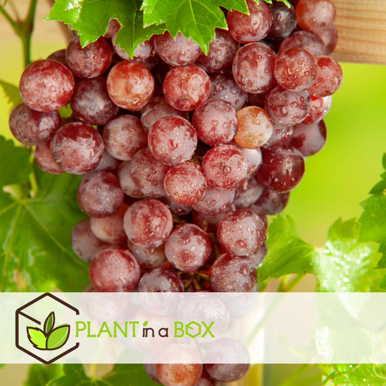 Plants de raisin - set de 3 - vitis vinifera - rouge - pot 9cm - hauteur 25-40cm