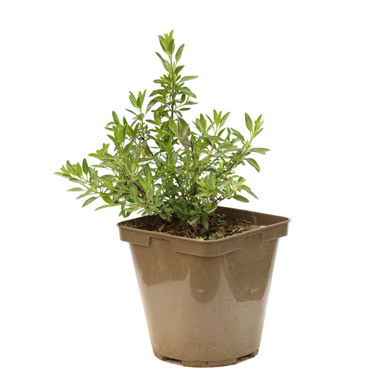 Salvia 'Amethyst Lips':pot 3L MDD