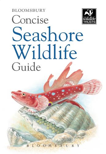 Concise Seashore Wildlife Guide - Concise Guides (Paperback)