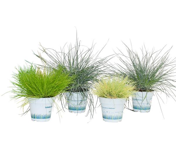 Gräser-Set Gartengräser, 4-teilig
