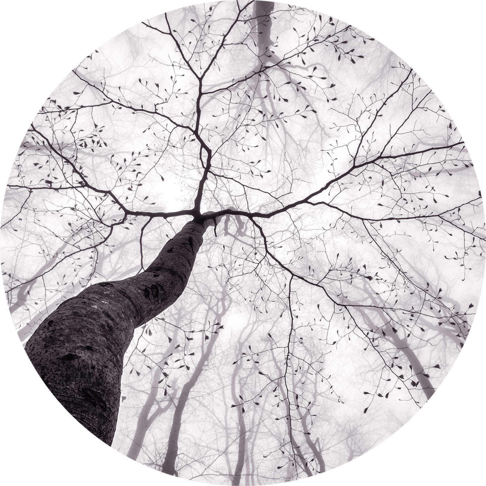 Fototapete DESIGNWALLS 2.0 - schwarz-weiß - Baum - 1,4 Meter