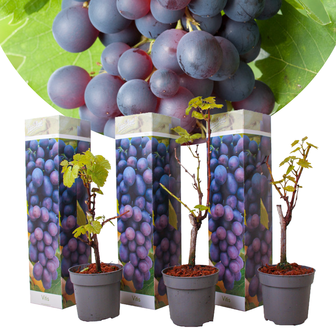 Plants de raisin - set de 3 - vitis vinifera - bleu - pot 9cm - hauteur 25-40cm