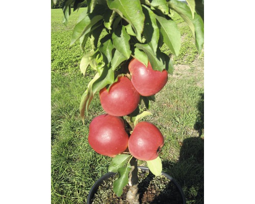 Biologische dwerg zuilvormige appelboom FloraSelf Organic Malus Starline 'Red Crimson' H 60-80 cm Co 7,5 L