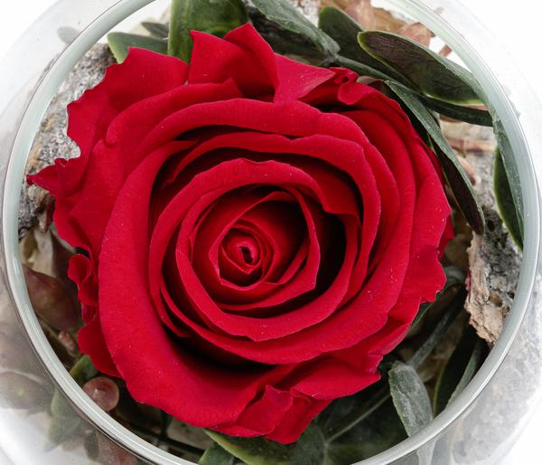 Dehner Kugelglas mit Longlife-Rose Amelie,