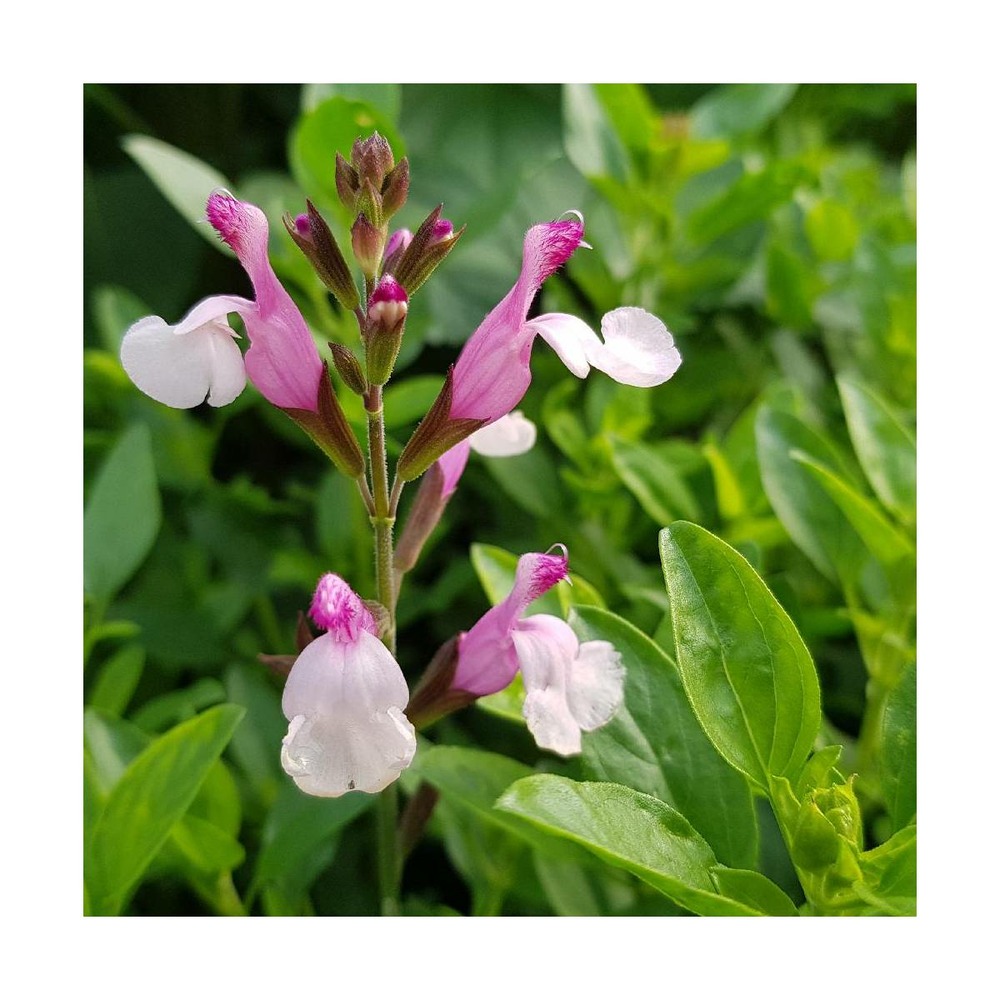 Sauge joy/salvia greggii joy[-]godet