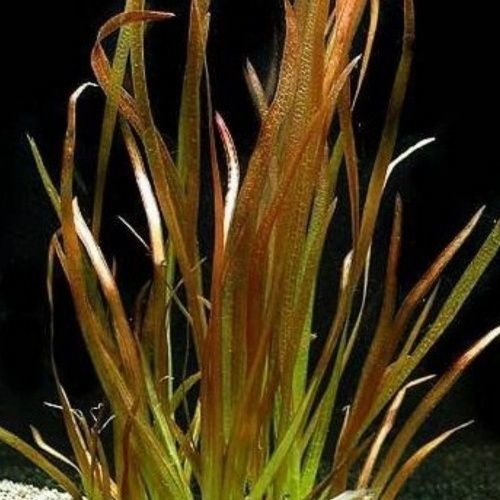 Vallisneria Spiralis Rood (Bos) gemakkelijke aquariumplant