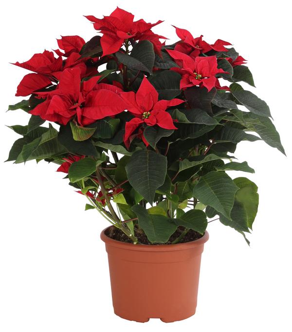 Weihnachtsstern - Euphorbia pulcherrima, Busch