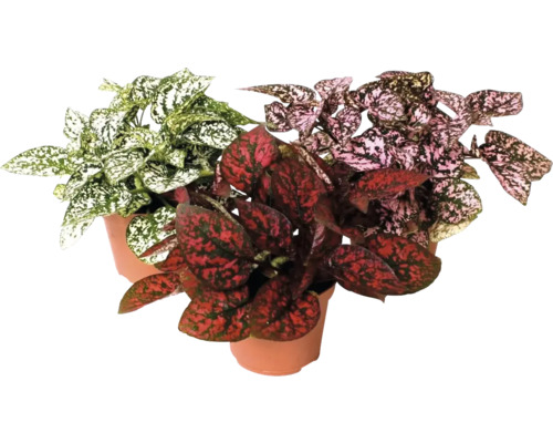 Spotted Flower Mix FloraSelf Hypoestes Ø 6 cm pot willekeurige variëteitselectie