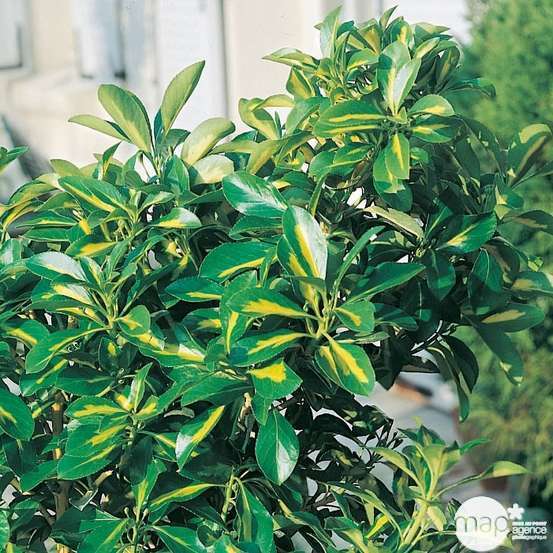 Euonymus japonicus ' Aureo Pictus' : ctr 18 litres H 80/100 cm