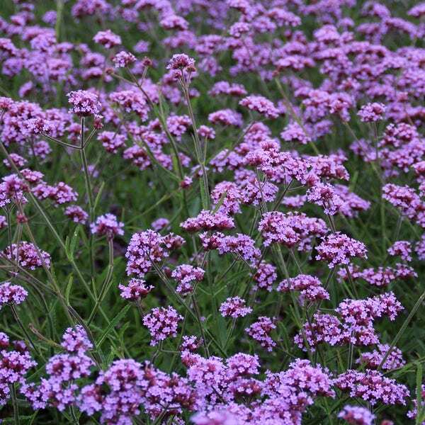 Ijzerhard (Verbena bonariensis 'Lollipop') D 9 H 10 cm