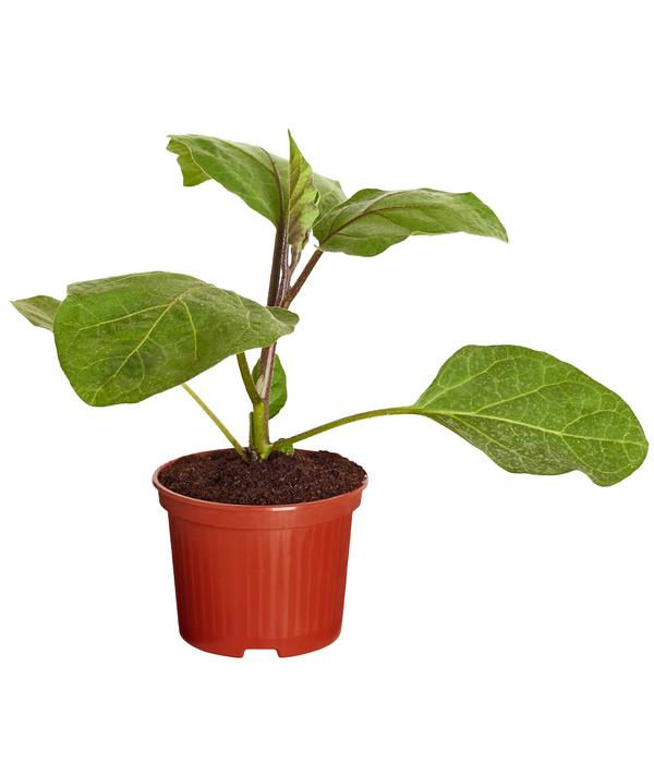 Aubergine