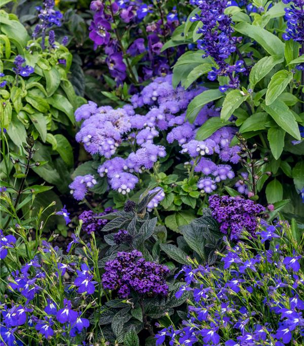 Leberbalsam