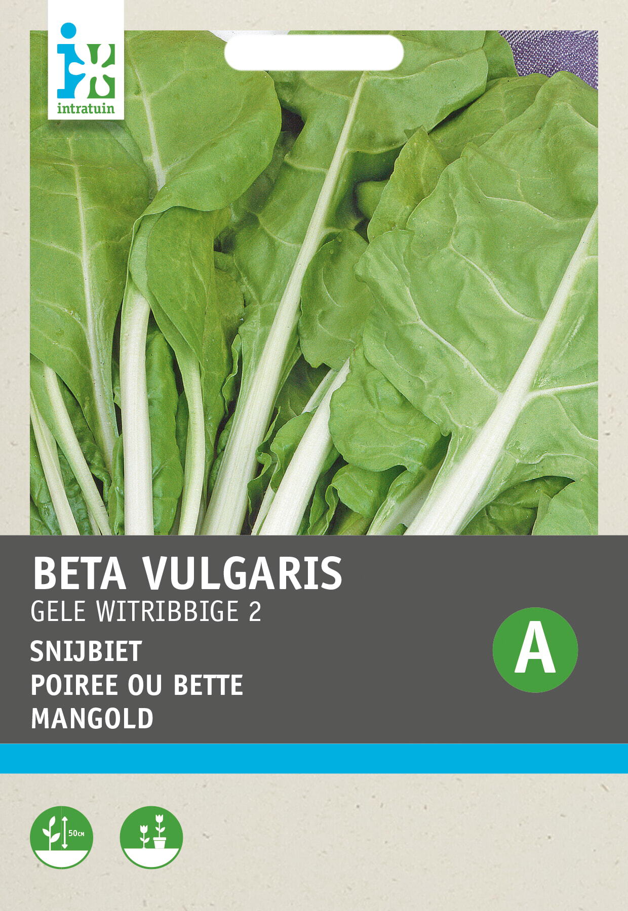Intratuin groentezaad Snijbiet (Beta vulgaris 'Gele Witribbige')