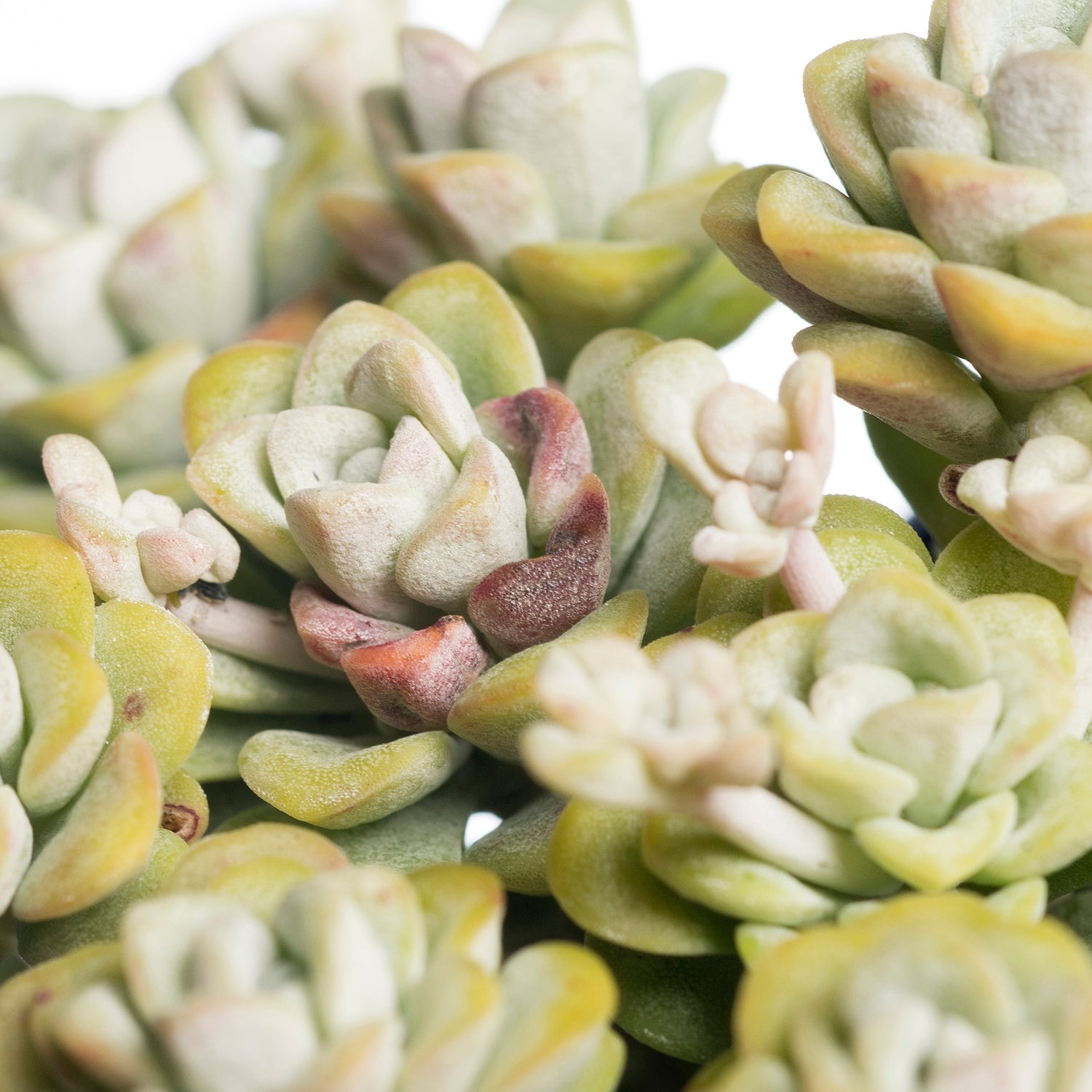 Vetkruid (Sedum spathulifolium 'Cape Blanco') D 11 H 10 cm