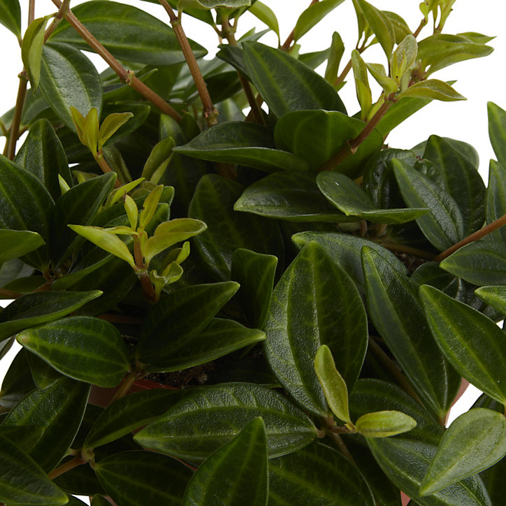 Peperomia, pot en céramique suspendu, 13cm