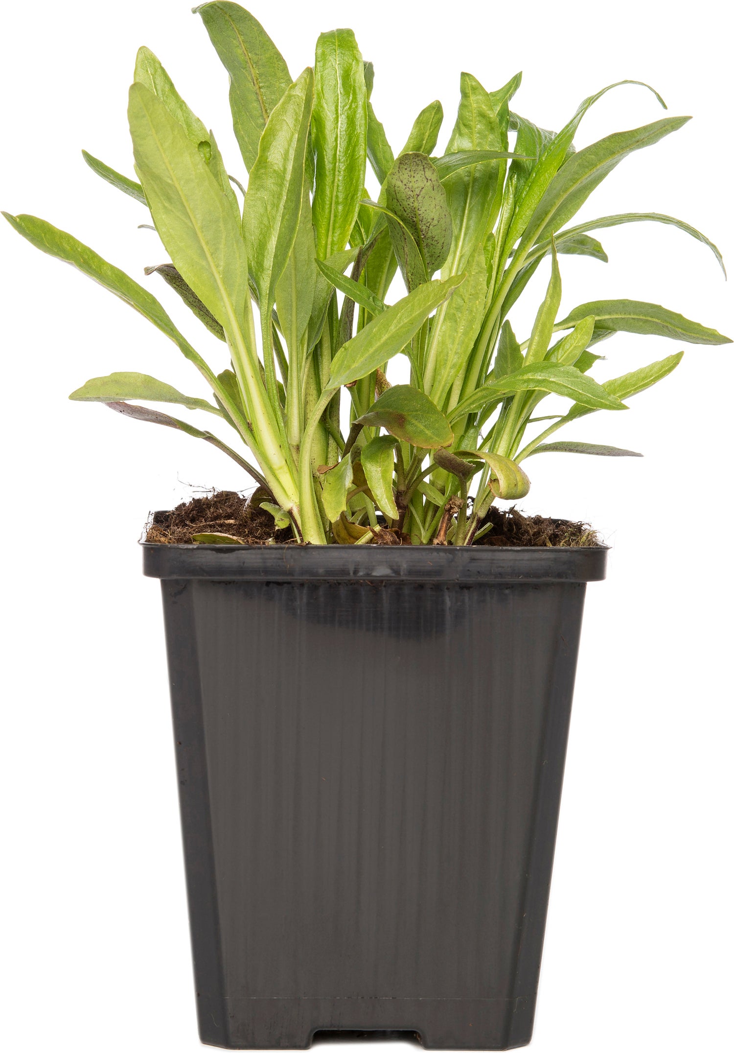 Scharnierplant (Physostegia virginiana 'Bouquet Rose') D 9 H 10 cm