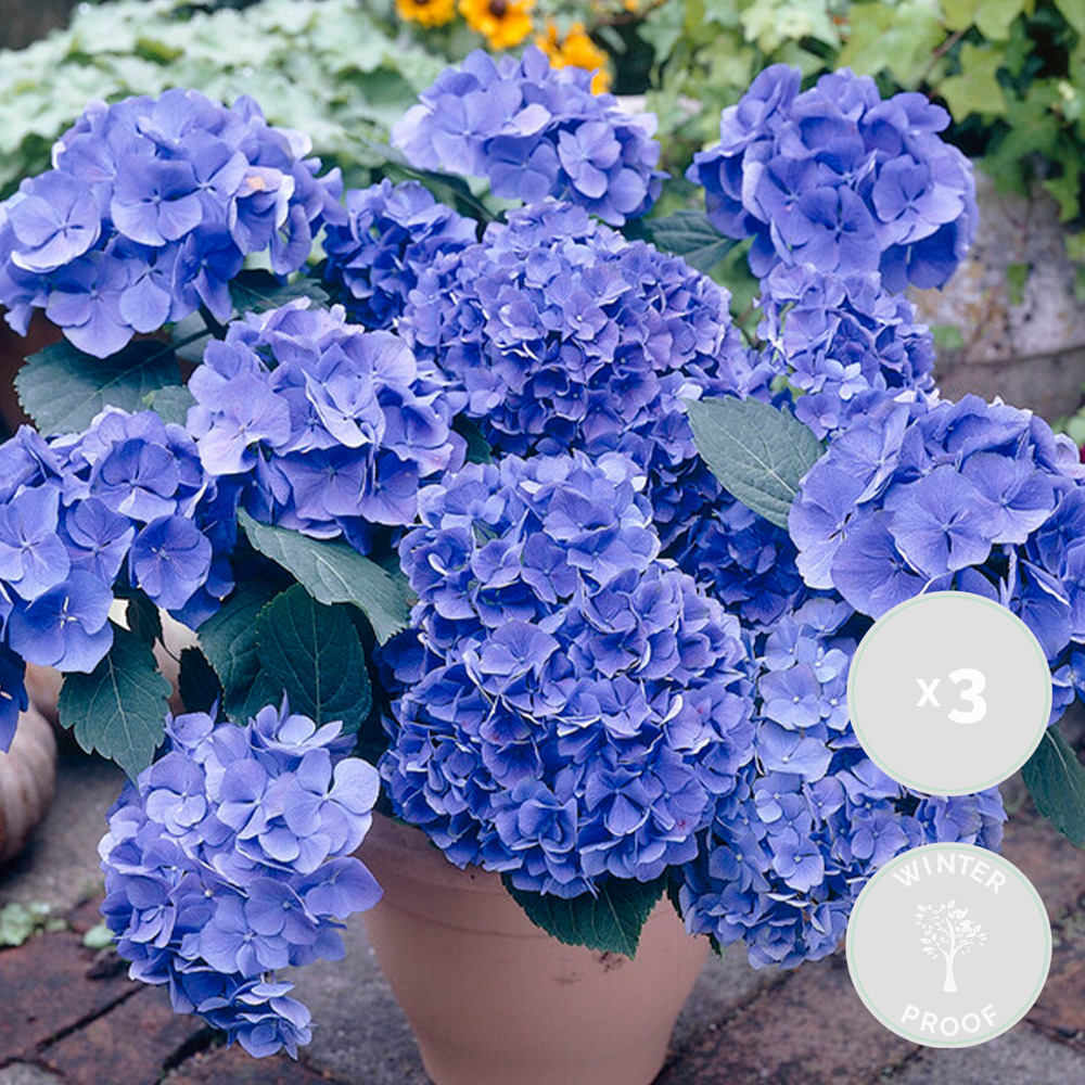 3x hydrangea macrophylla 'early blue' - hortensia - arbuste - rustique – ⌀10.5 cm - ↕20-25 cm