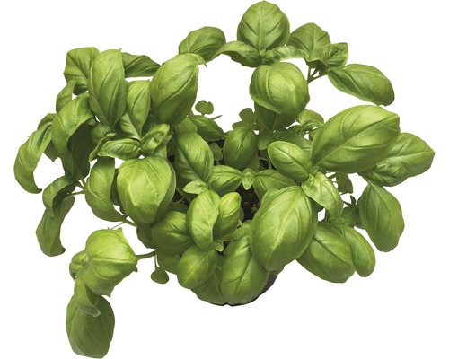 Biologische basilicum FloraSelf Biologische Ocimum basilicum Ø 12 cm pot