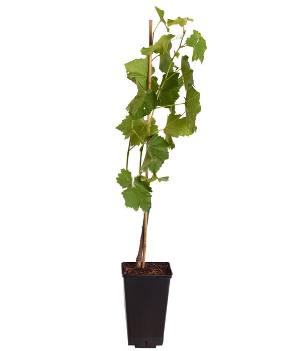 Tafeltraube 'Vanessa'