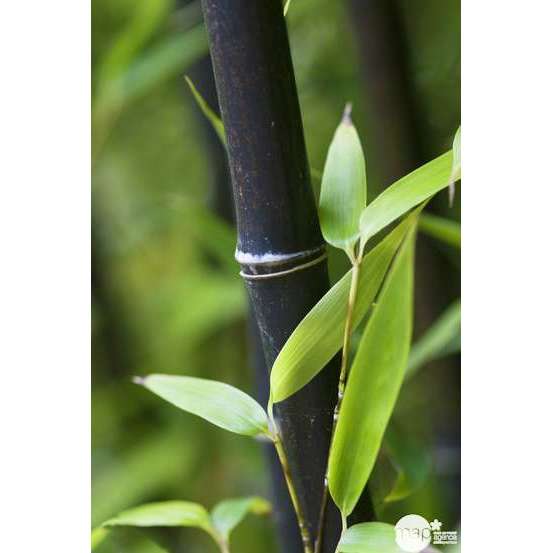 Bambou moyen phyllostachys nigra 150/200 cm: pot de 18 litres