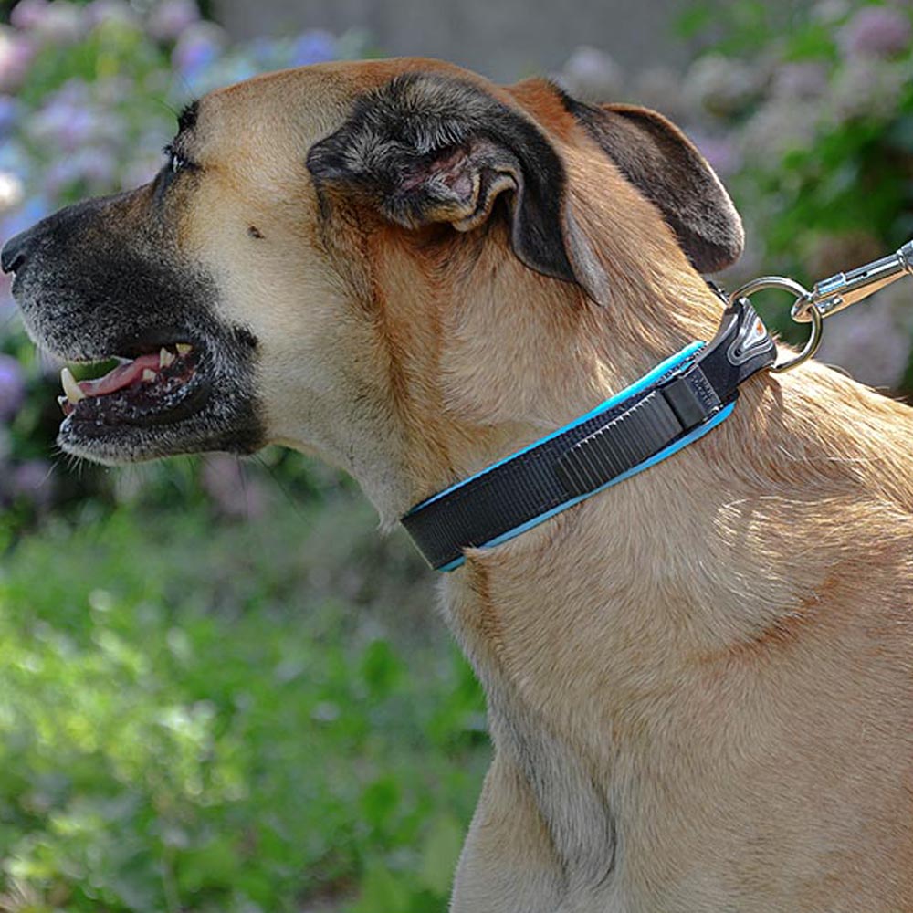 Collier ergonomique pour chiens ergofluo c15/42 avec rembourrage et fermeture à micro-régulation