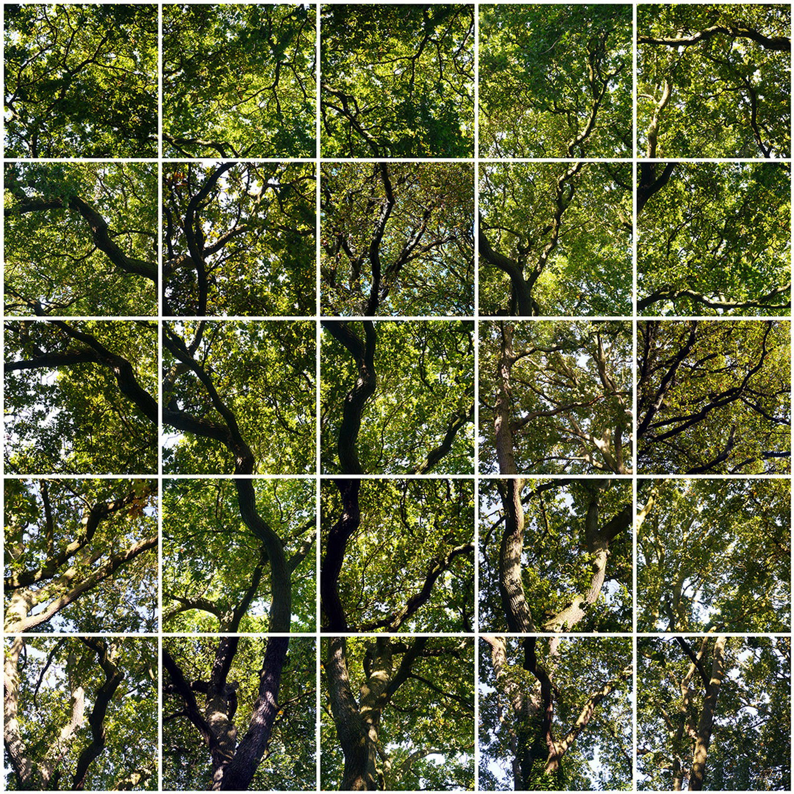 Autumn Trees by Christiane Zschommler - Limited Edition. Edition of: 150. Signed.
