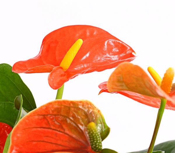 Große Flamingoblume - Anthurium andreanum,
