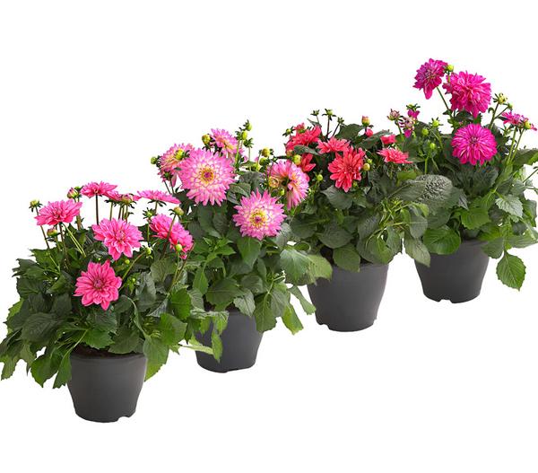 Dahlie, verschiedene Farben