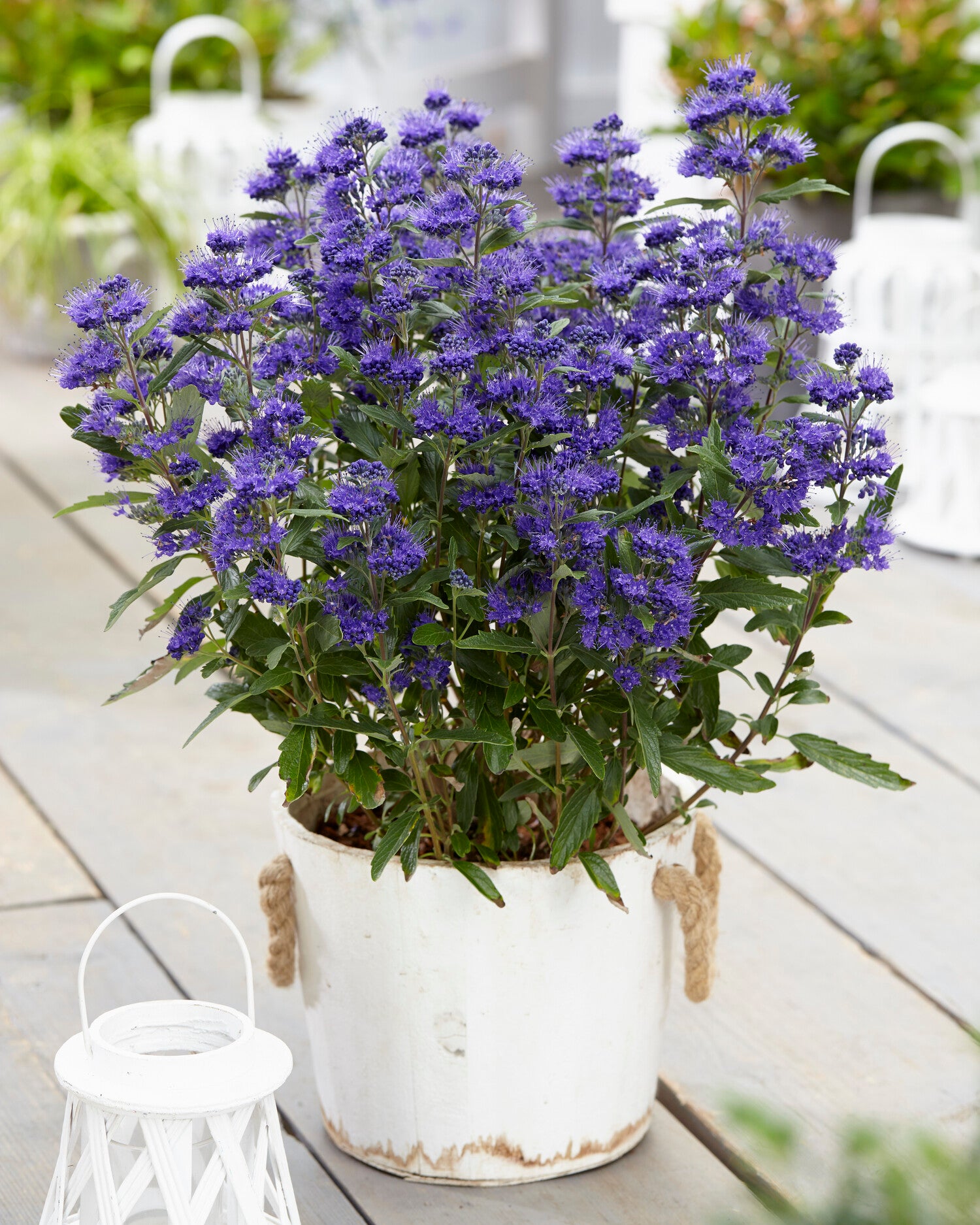 Blauwbaard (Caryopteris x clandonensis 'Grand Blue') D 19 H 20 cm