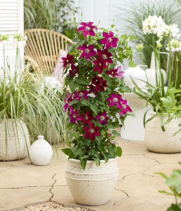 Waldrebe - Clematis 'Elpis'