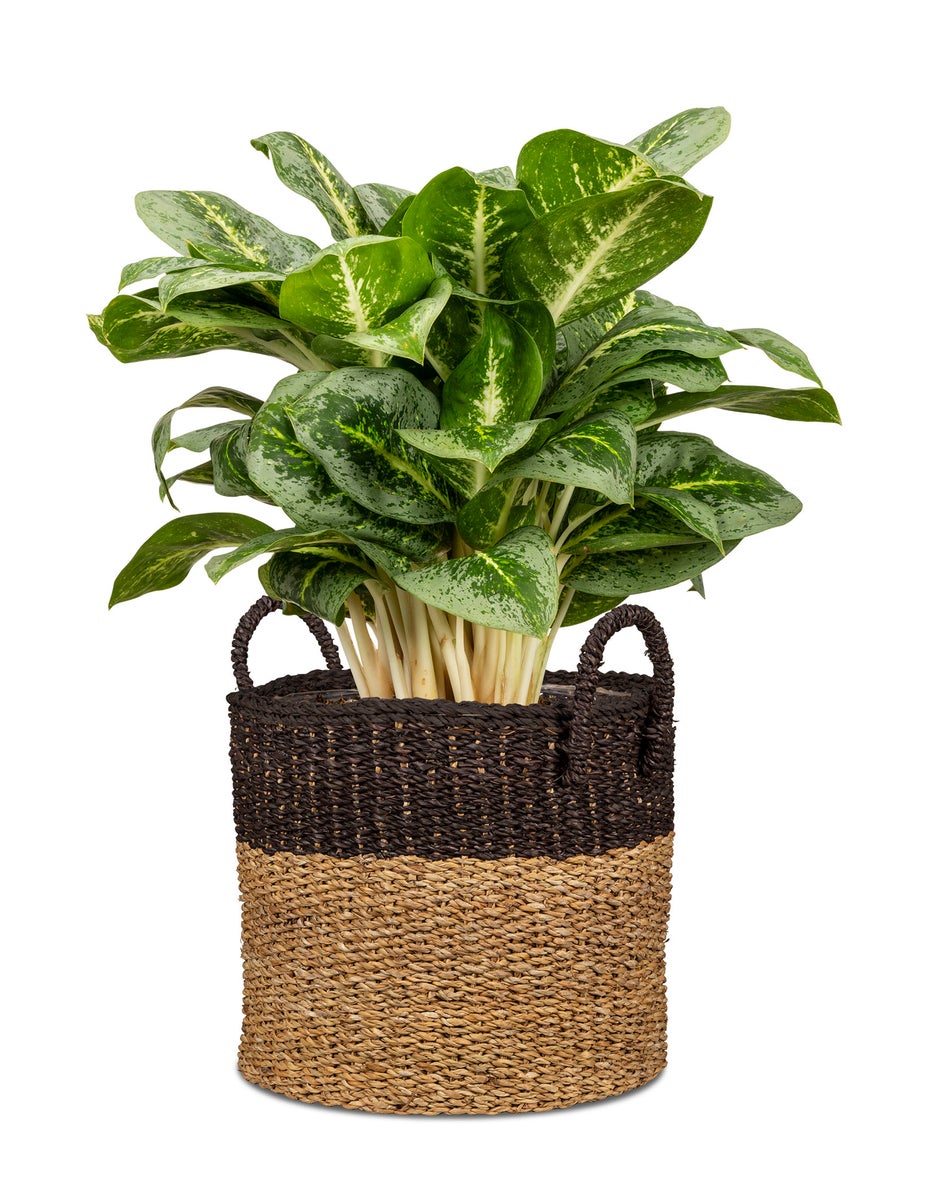 Scheurich Seagrass 37, plantenbak/mandpot met handgrepen van zeegras, kleur: Notenbruin, diameter 38 cm, hoogte 33 cm, inhoud 37,4 l.