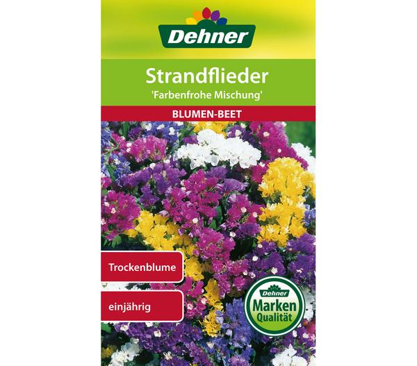 Dehner Samen Strandflieder 'Farbenfrohe