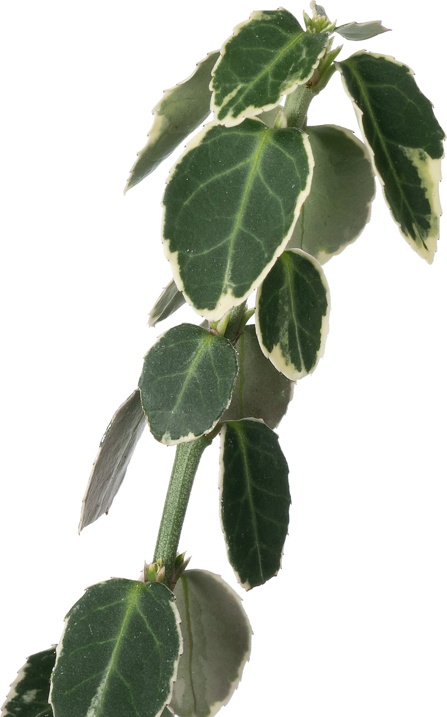 Kardinaalsmuts (Euonymus fortunei 'Emerald Gaiety') D 19 H 20 cm