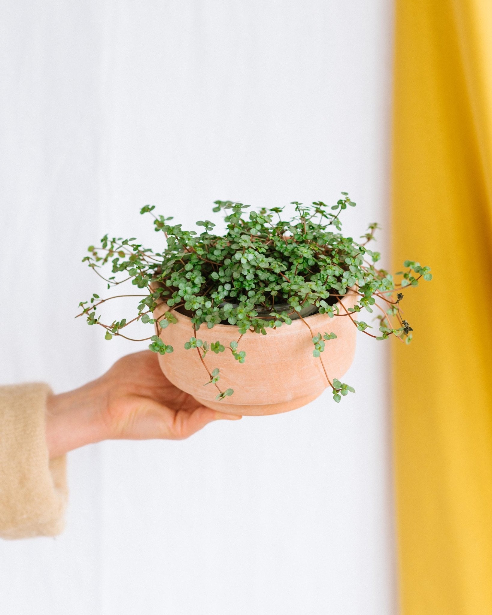 Plante d'intérieur - pilea glauca grezy 15.0cm