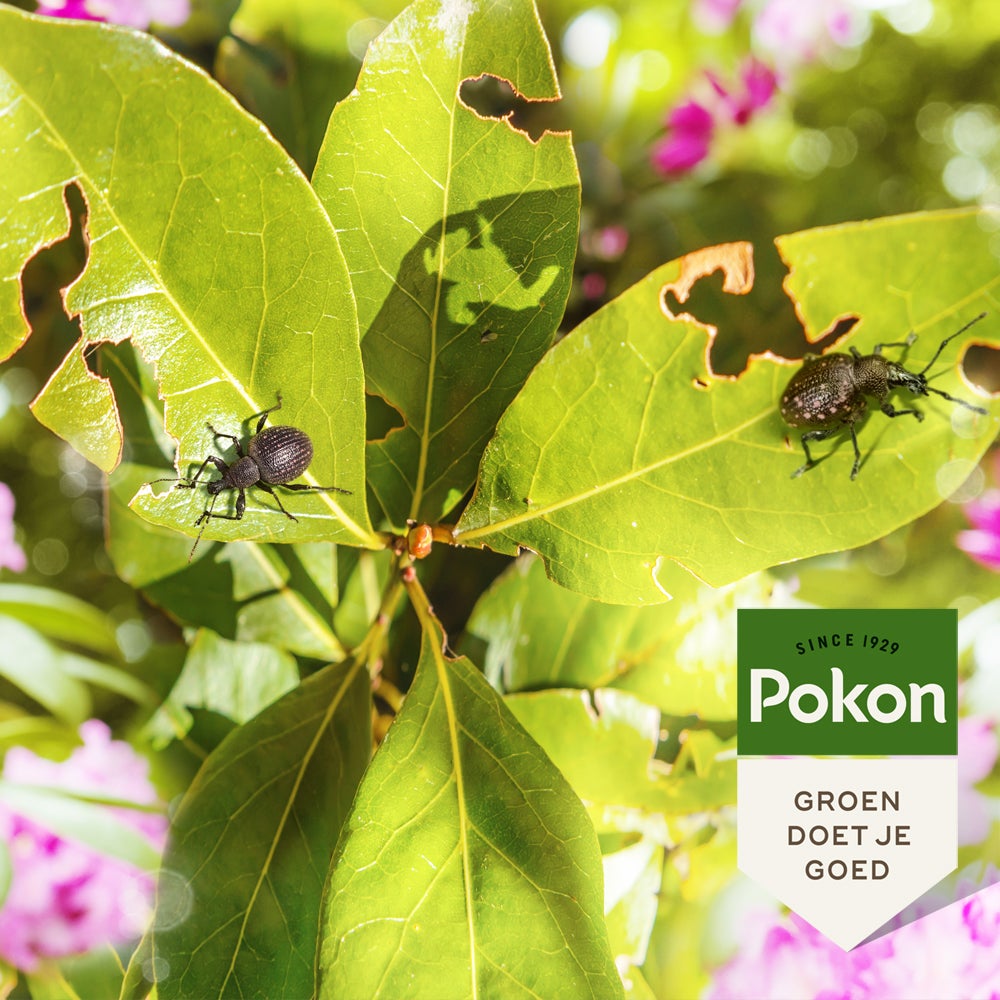 Pokon biologische compost tegen insecten en kevers 20 L