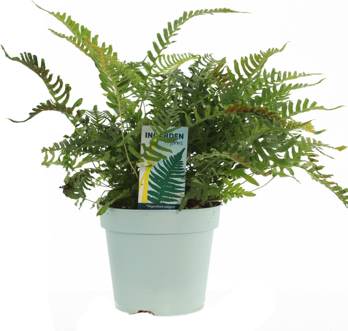 Gewone eikvaren (Polypodium vulgare) D 17 H 40 cm