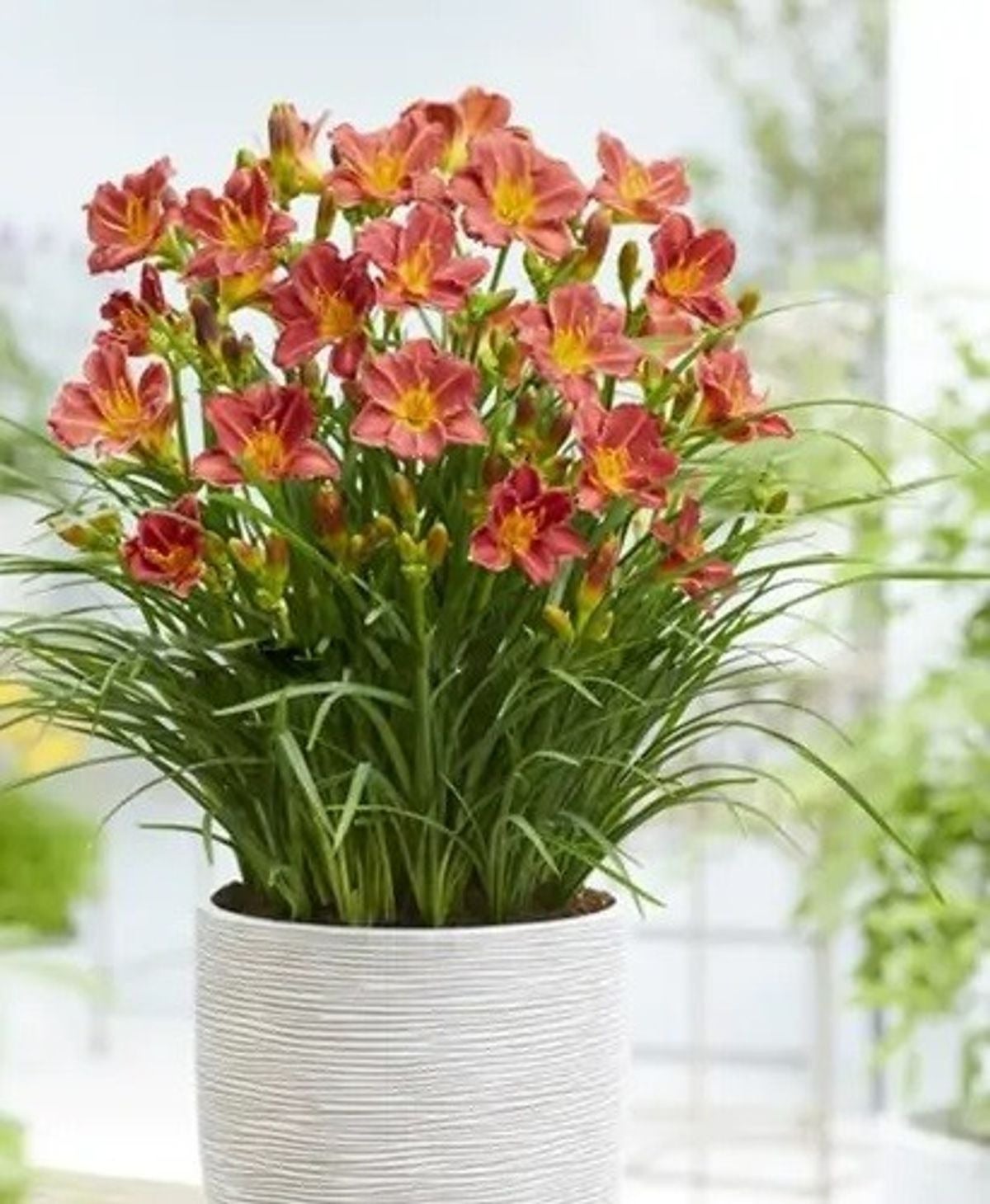 Daglelie (Hemerocallis 'EveryDaylily Red') D 17 H 45 cm