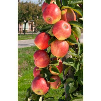 Appelboom Jonagold hoogte 155-180 cm